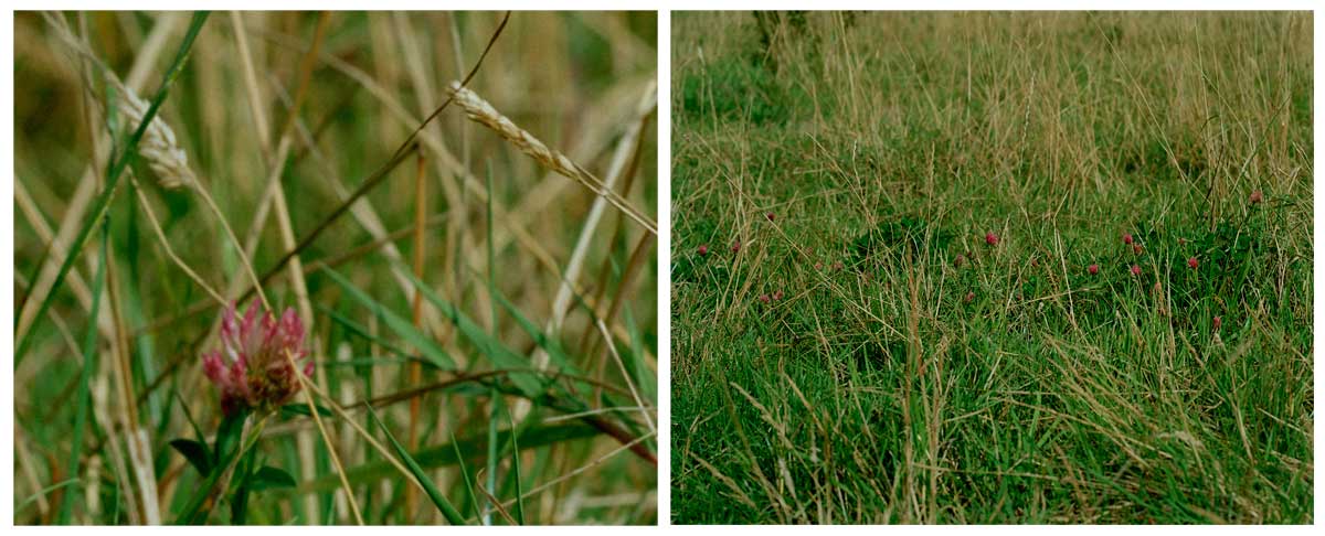 bosworth-diptych-03