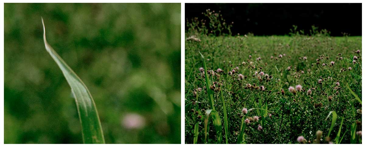 bosworth-diptych-04