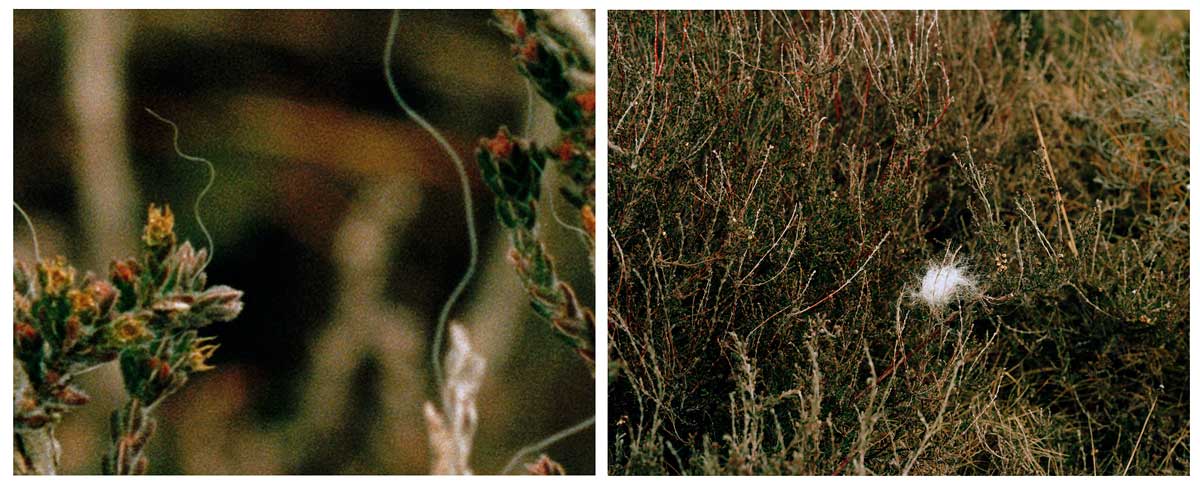Culloden Diptych 1
