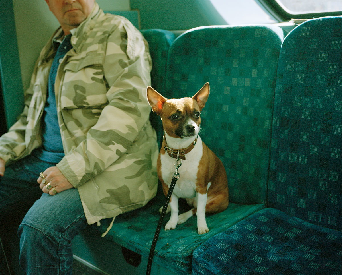 dog-on-bus