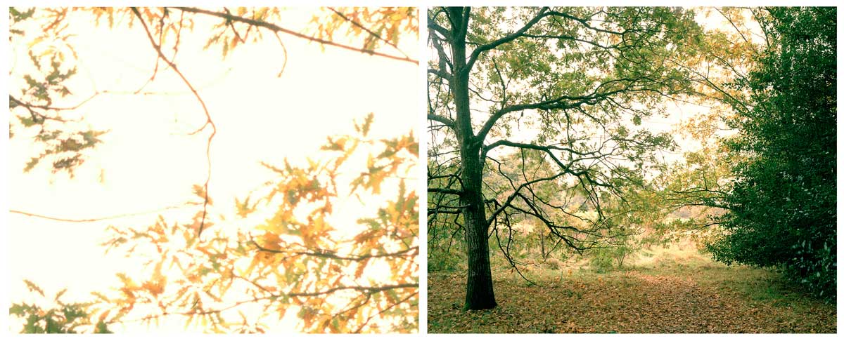 Hastings Diptych 1