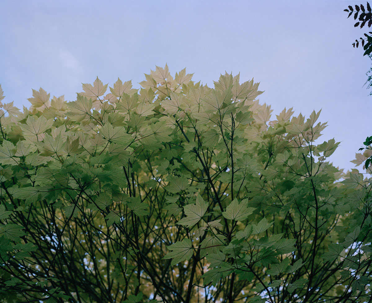tree-leaves-and-sky